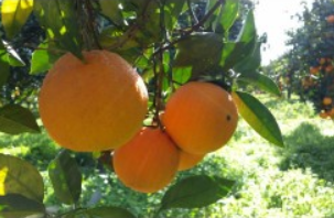 Oranges de sicile